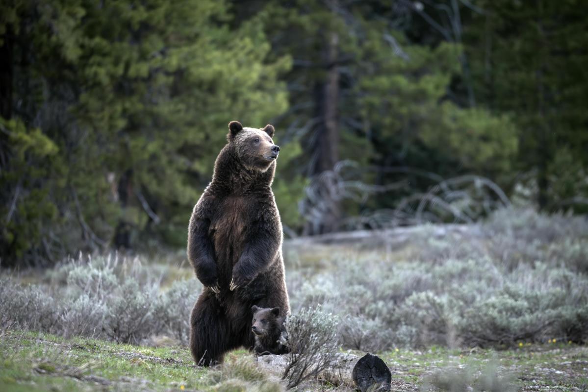 A cub of famous Wyoming grizzly No. 399 has been unseen since his mom's death but odds look good