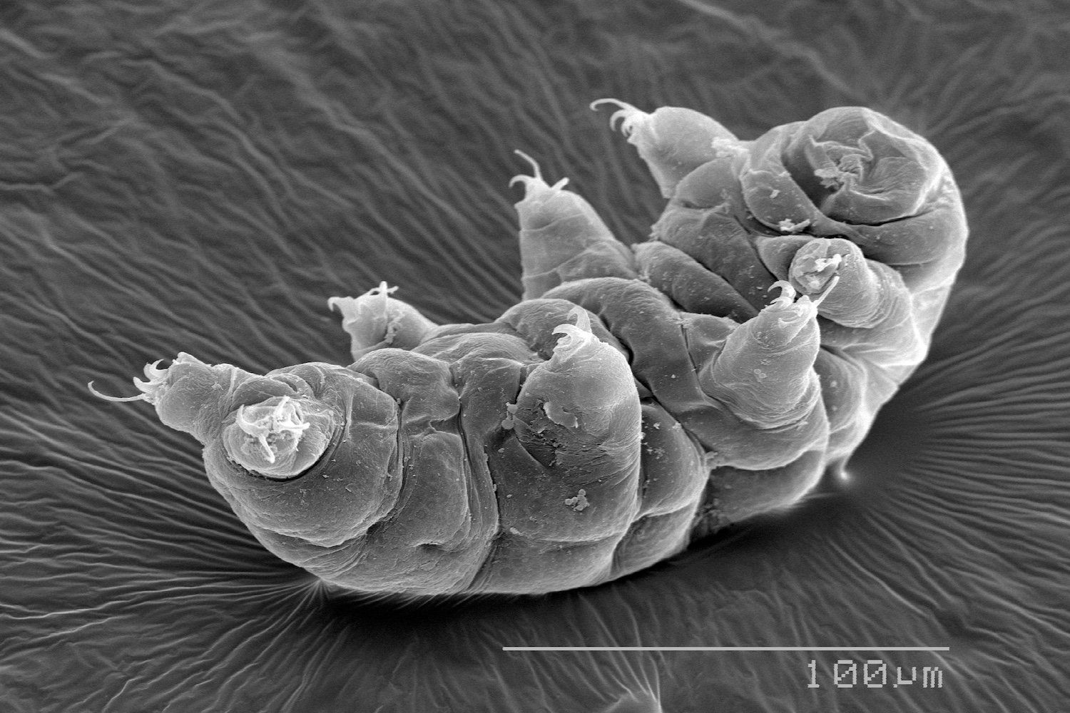 New Species of Tardigrade Displays Superhero-Like Healing Ability