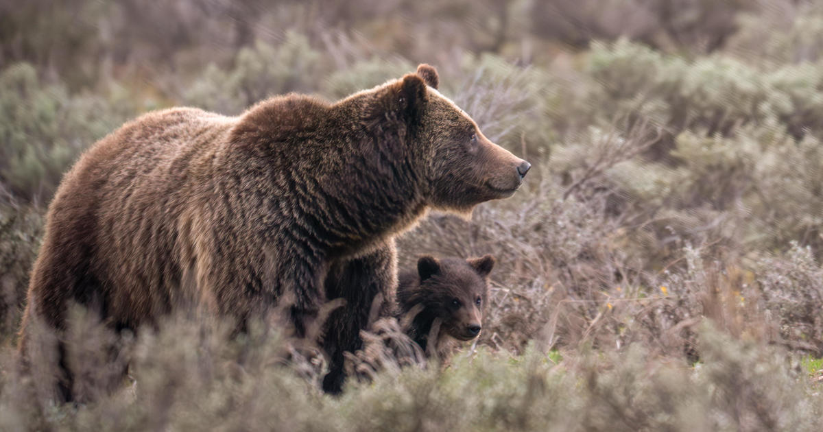 World famous grizzly bear fatally struck in Wyoming