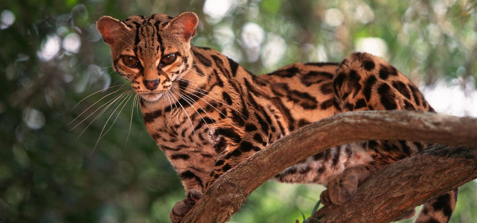 5 Photos Of Overlooked, Yet Adorable, Wildcats Of Latin America (Spoiler: One Spends Nearly Its Entire Life In The Trees)