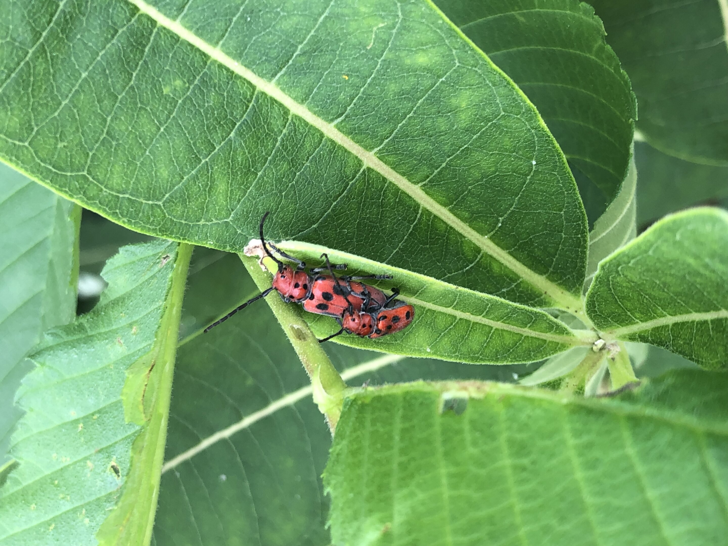 Red milkweed beetle genome offers evolutionary insights into plant-insect interactions