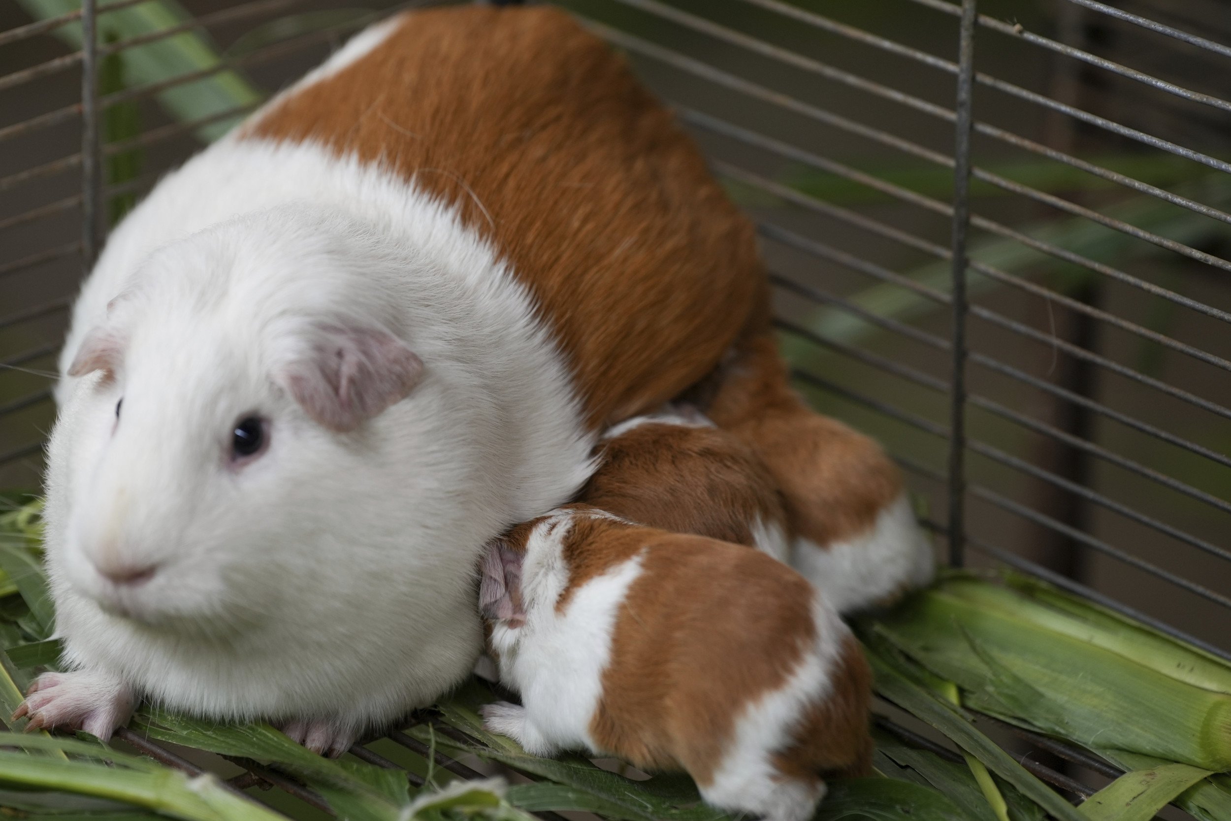 Guinea Pig Breed as Popular as Ever With Diners After 20 Years