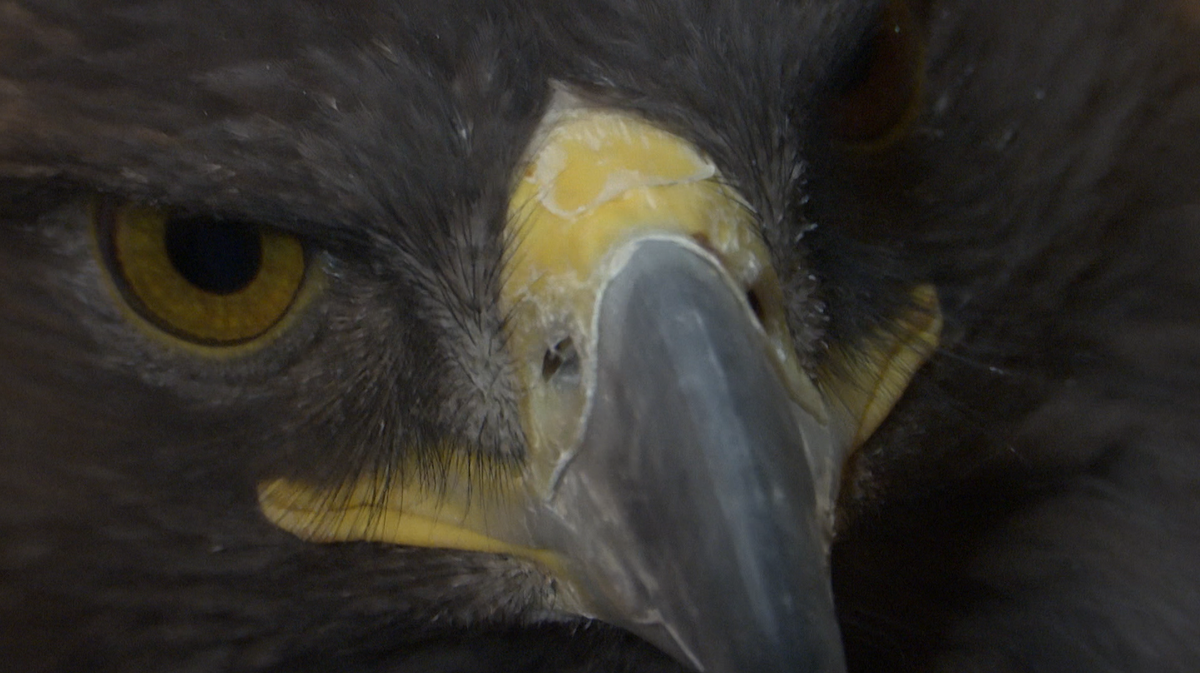 Colorado non-profit inspires conservation through birds of prey