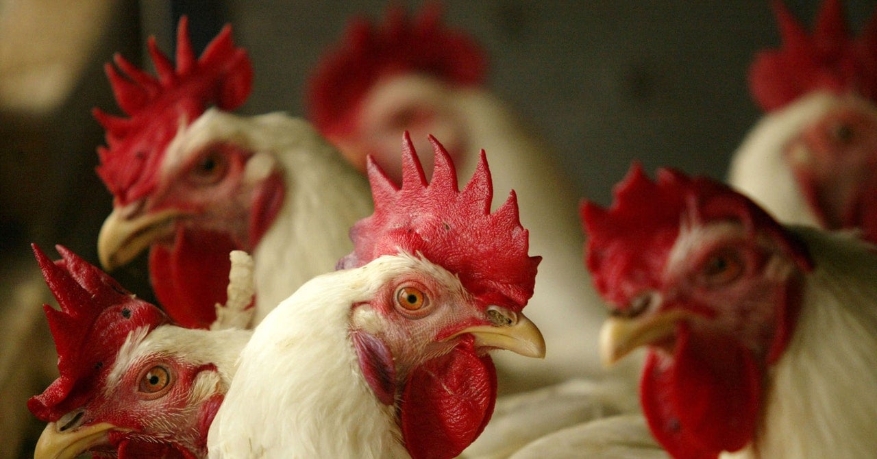 The US Is Loading Up on Bird Flu Vaccine