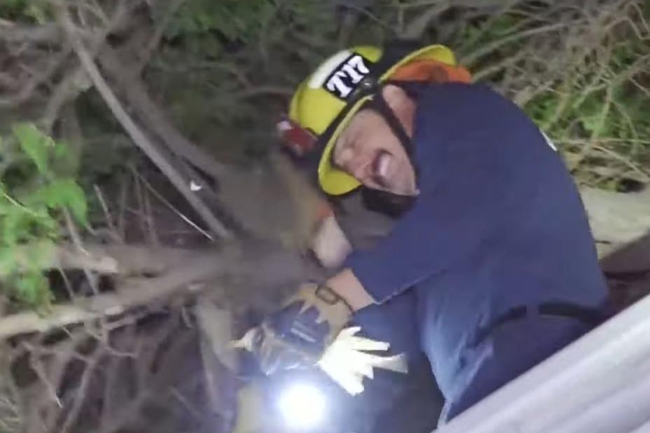 Firefighters rescue parrot, owner's brother from California tree