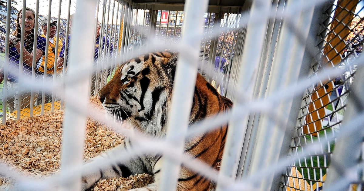 Louisiana governor wants live tiger back at LSU football games