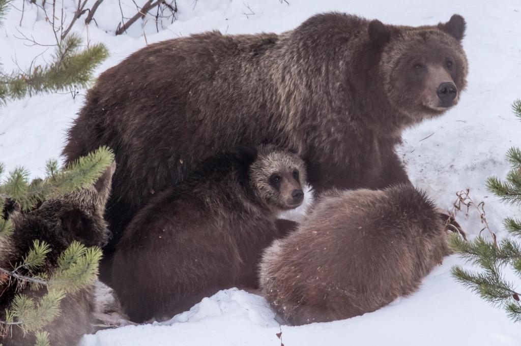 Grand Teton grizzly bear that delighted visitors is killed in Wyoming