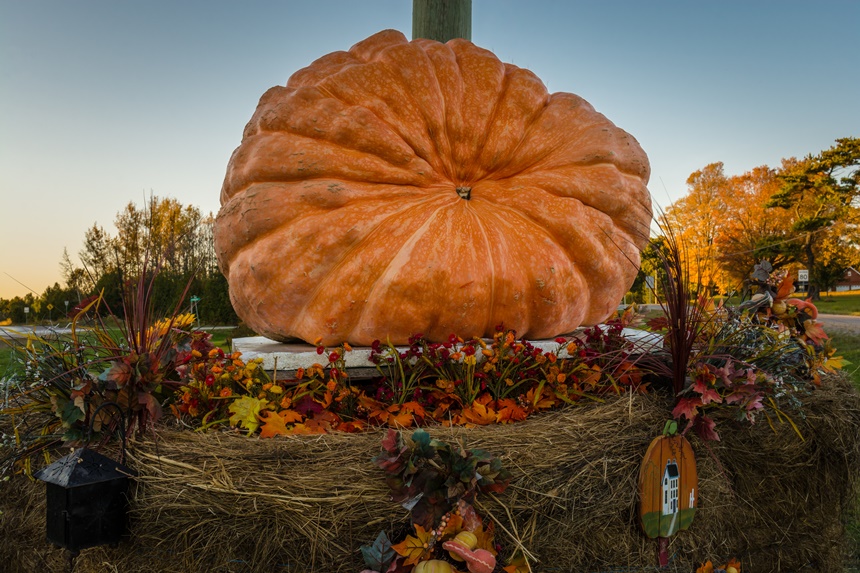 The Rise of Giant Pumpkins