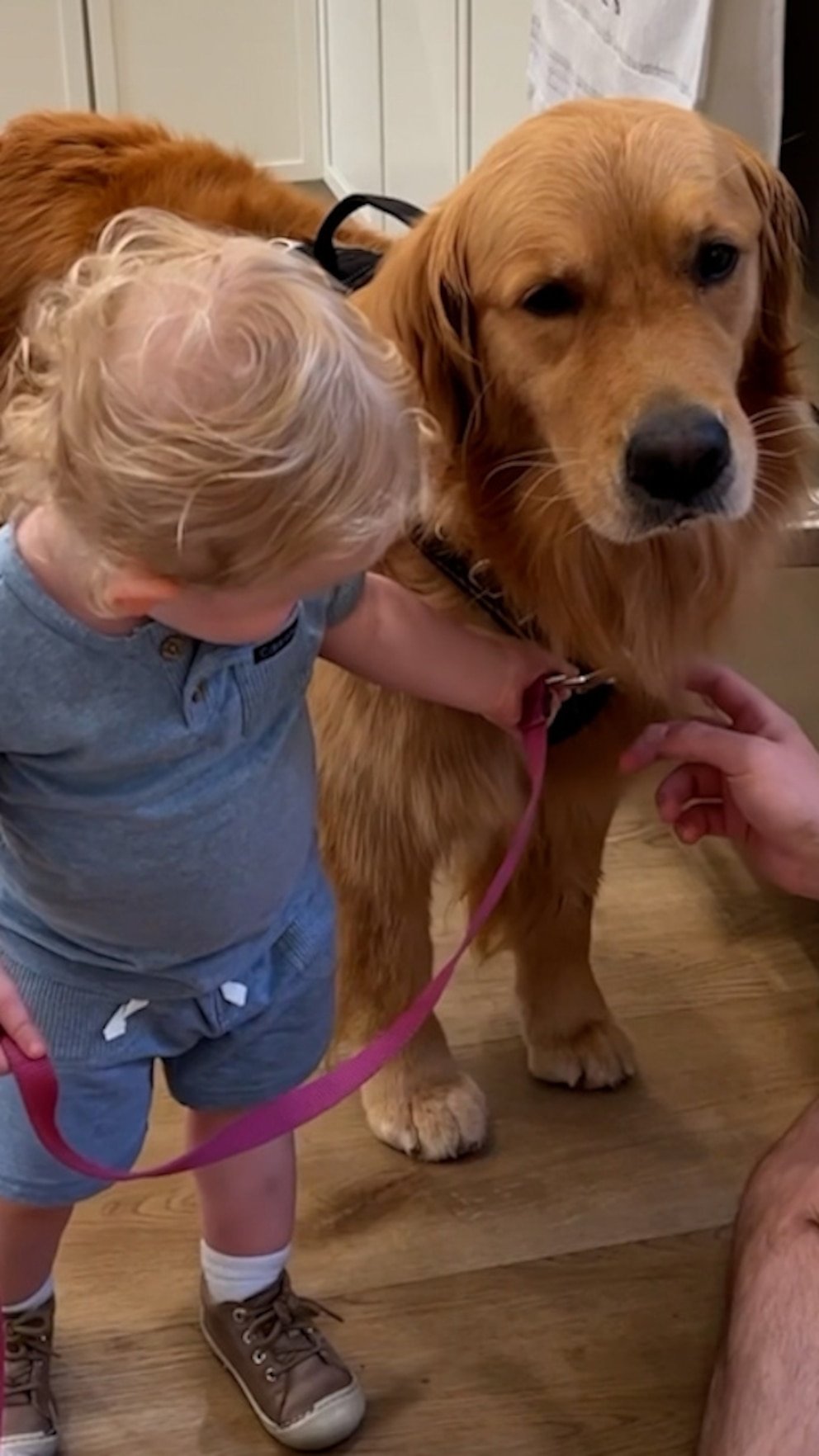 WATCH: Toddler loves to walk family dog