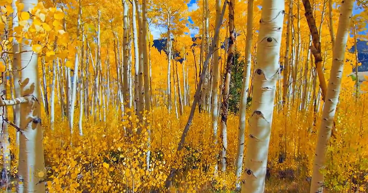 Nature: Aspens in Utah