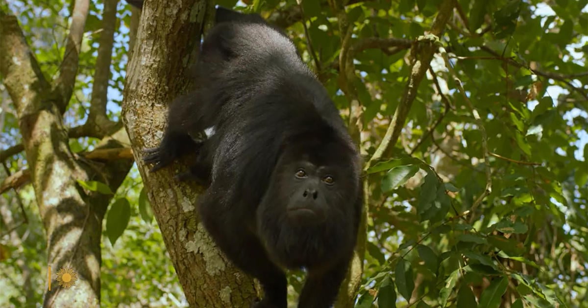 Nature: Howler monkeys in Belize