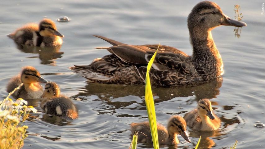 LDWF sets opening dates for Louisiana duck hunting season