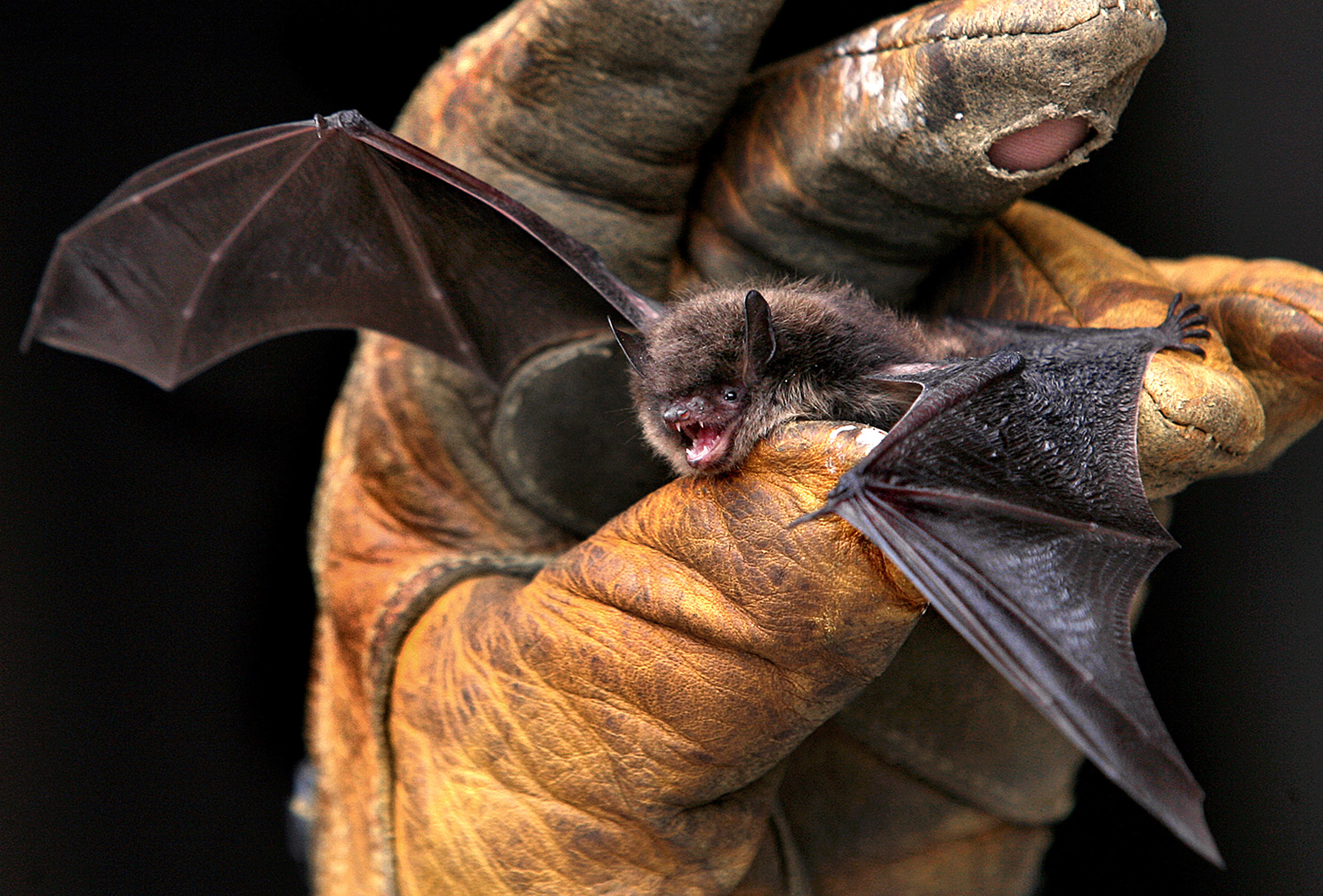 Deadly Bat Fungus Detected in California