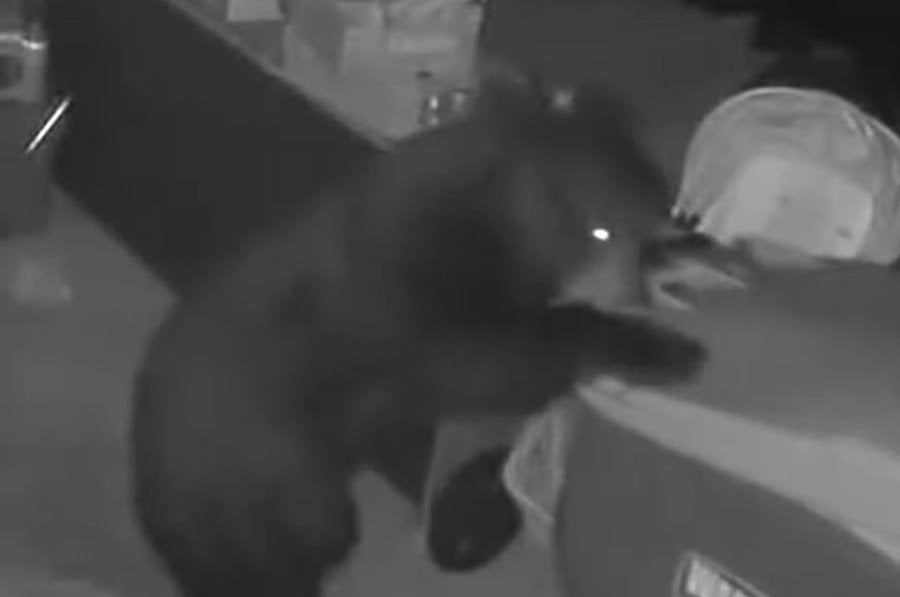 Security camera catches bear rolling trash can like a human