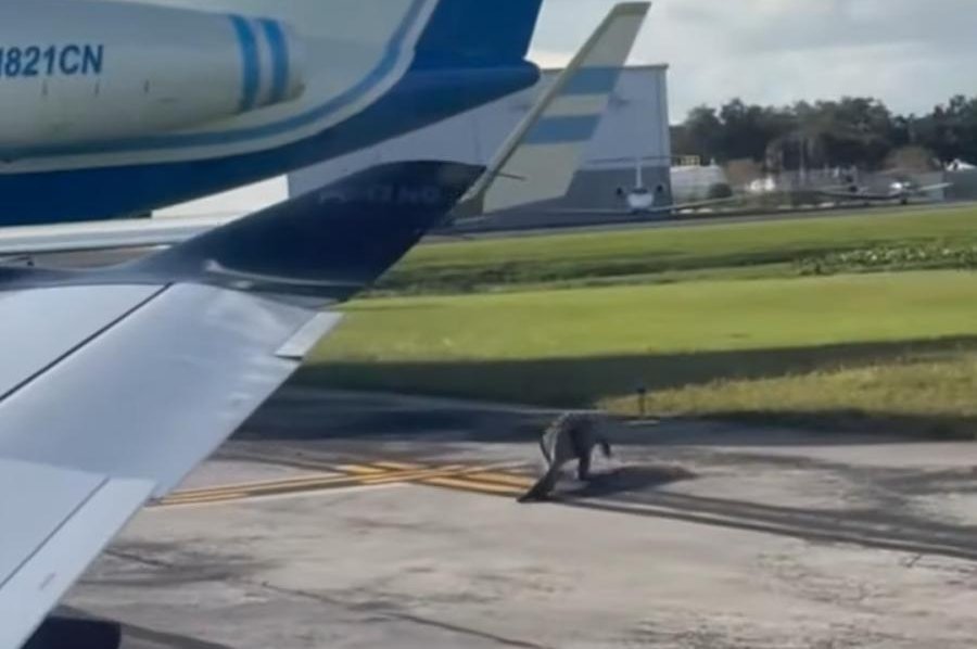 Large alligator wanders the tarmac at Florida airport