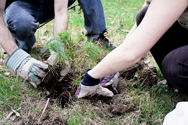 Over 117,000 trees planted in Cataraqui watershed in 2024