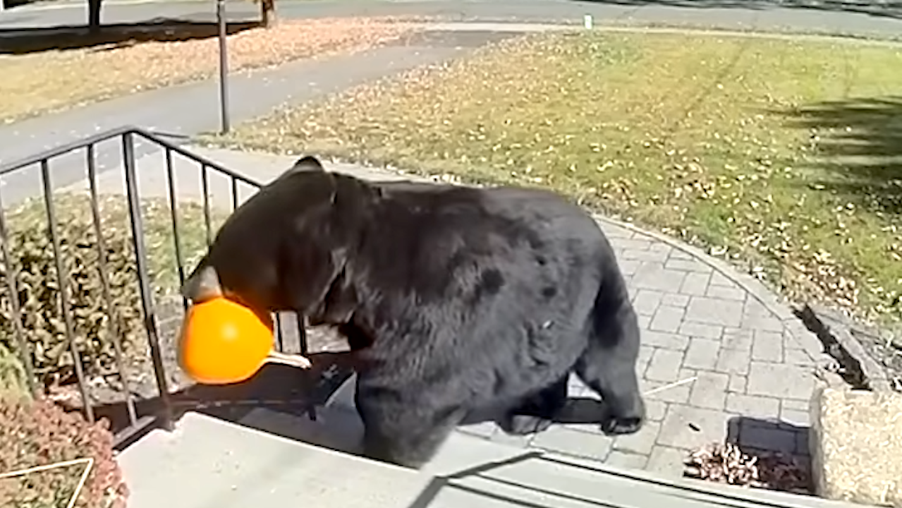 Black Bear Steals a Halloween Pumpkin From a Front Porch in Connecticut