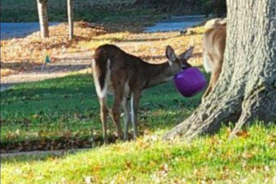 Police warn of plastic pumpkin dangers to deer in Ohio