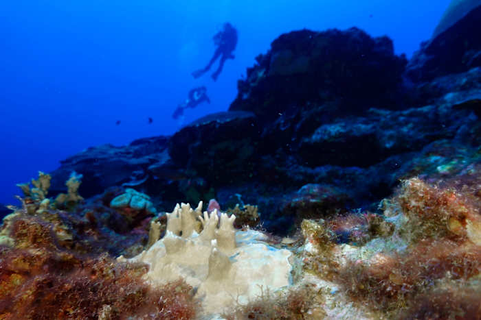 Fourth mass coral bleaching prompts UN emergency session at Colombia biodiversity summit