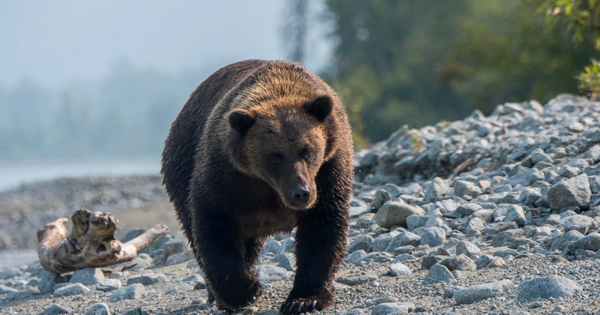 Deer hunter mauled to death by bear in Alaska, troopers say