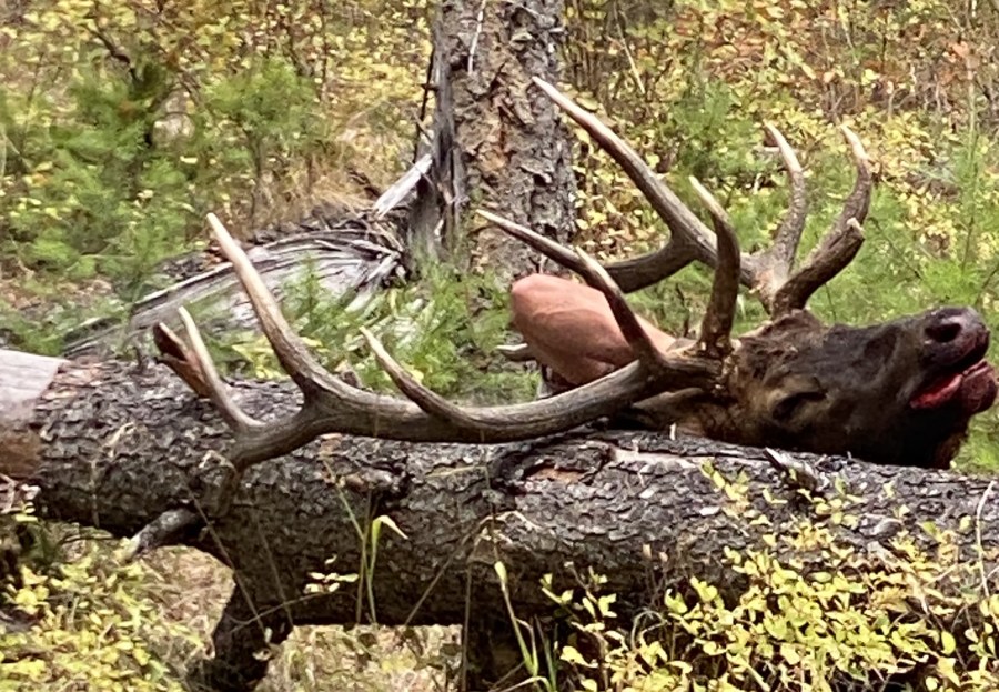 Suspect identified in NE Oregon elk poaching