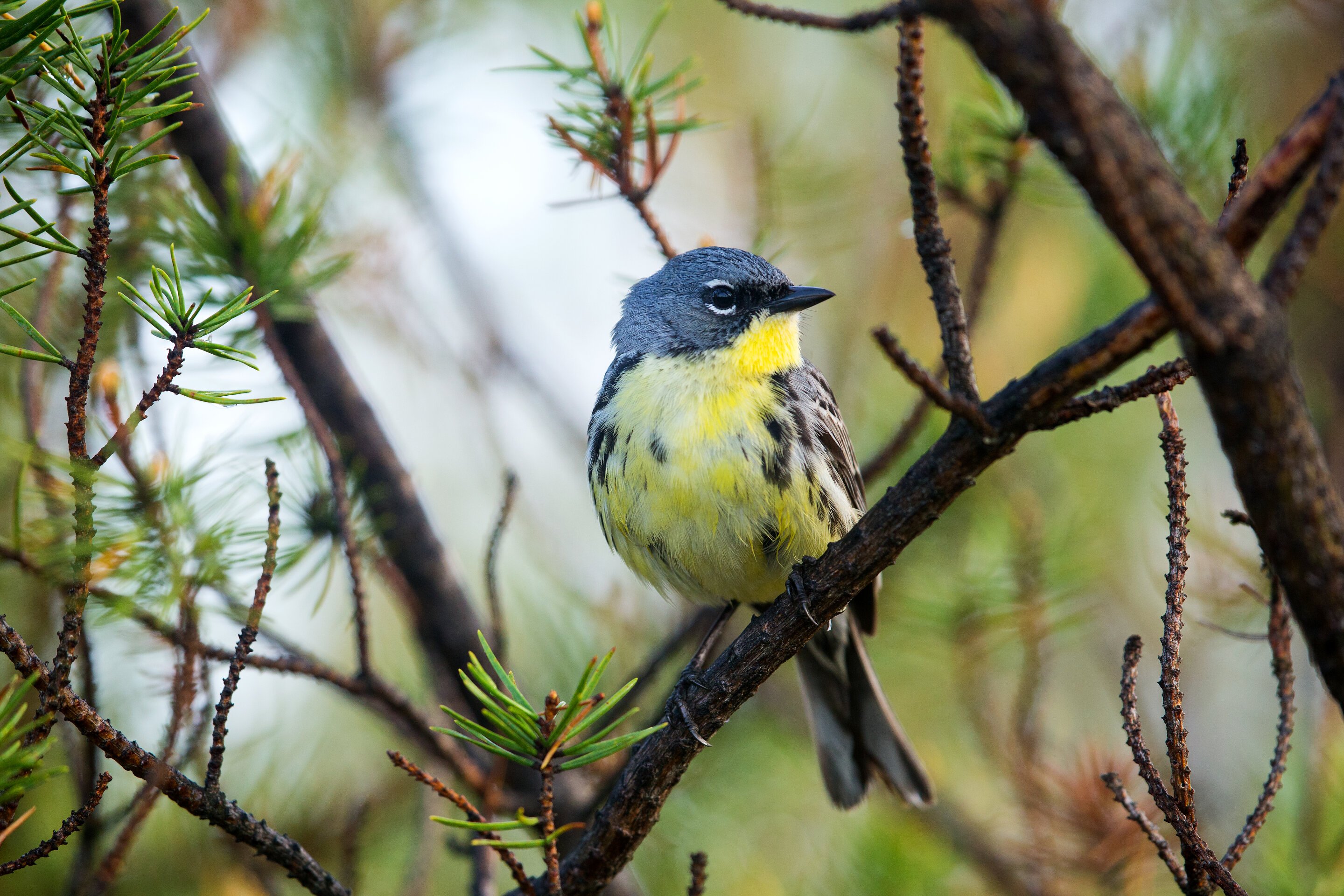 Drier winter habitat impacts songbirds' ability to survive migration