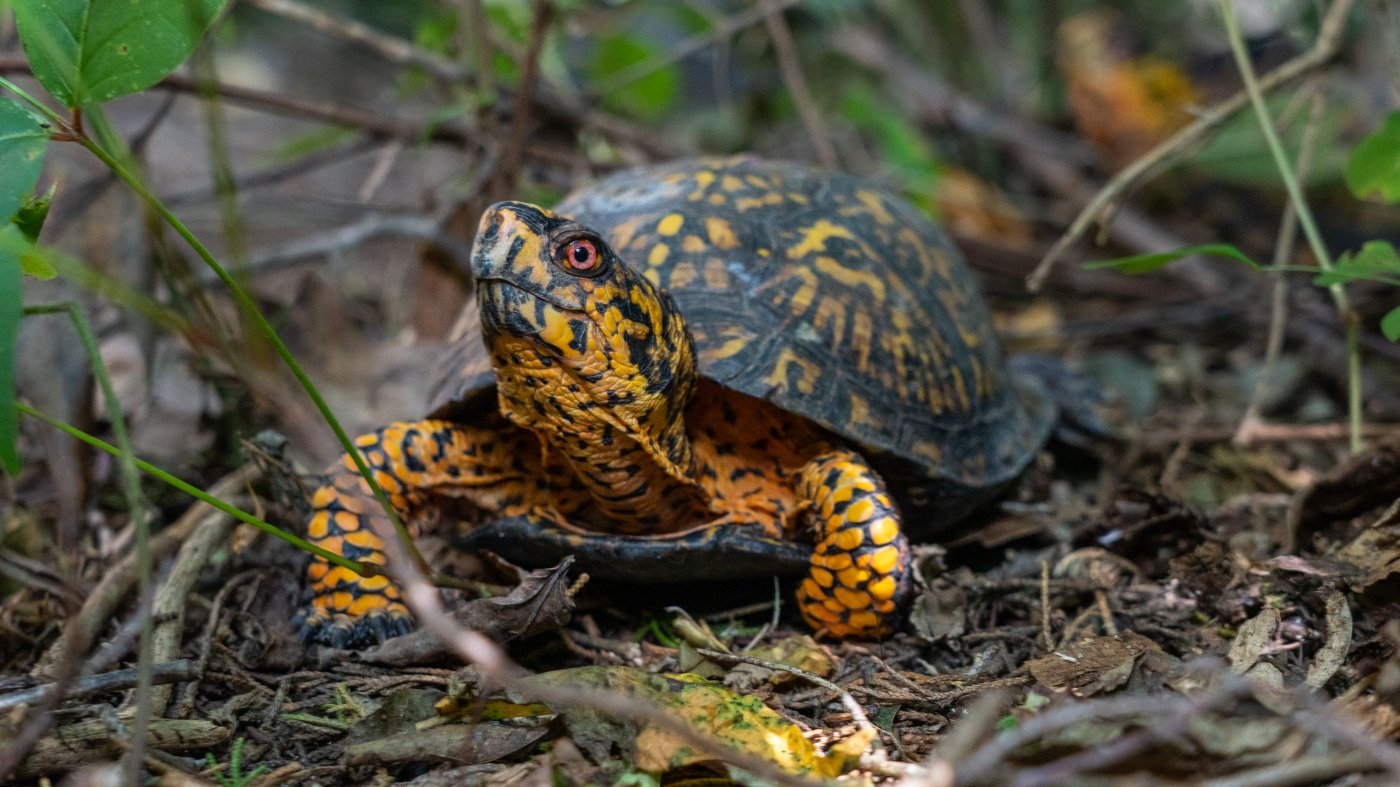 In a secret location in New Jersey, a turtle whisperer cares for trafficked animals