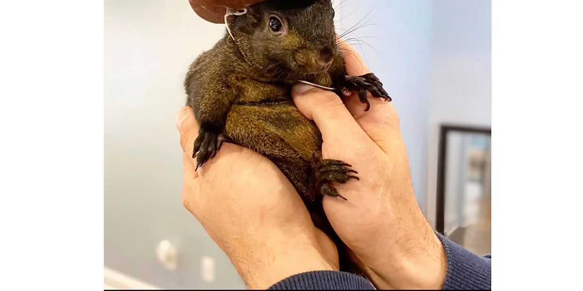 Instagram-famous squirrel named Peanut seized by New York state authorities