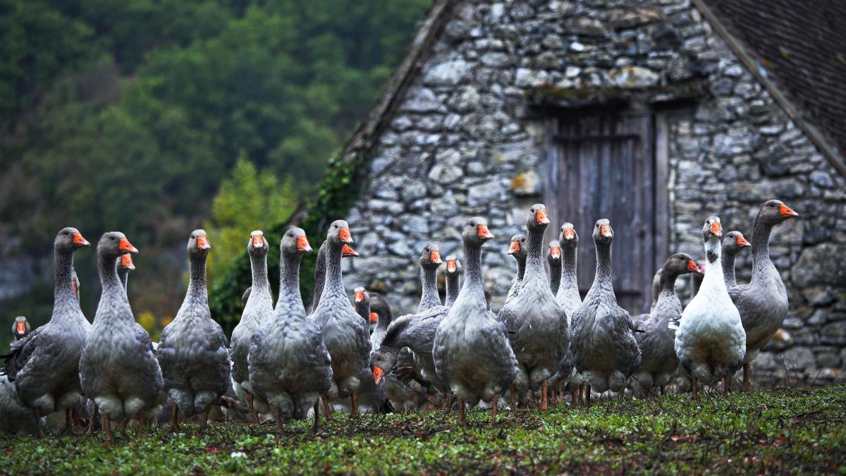 Eine Herbsttour für Genießer durchs Périgord