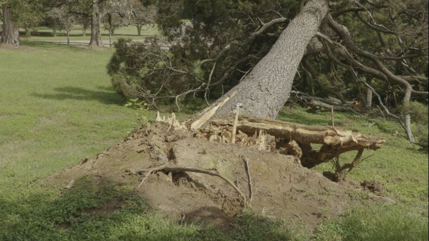 Arborist discusses potential problems with drought-impacted trees ahead of Francine