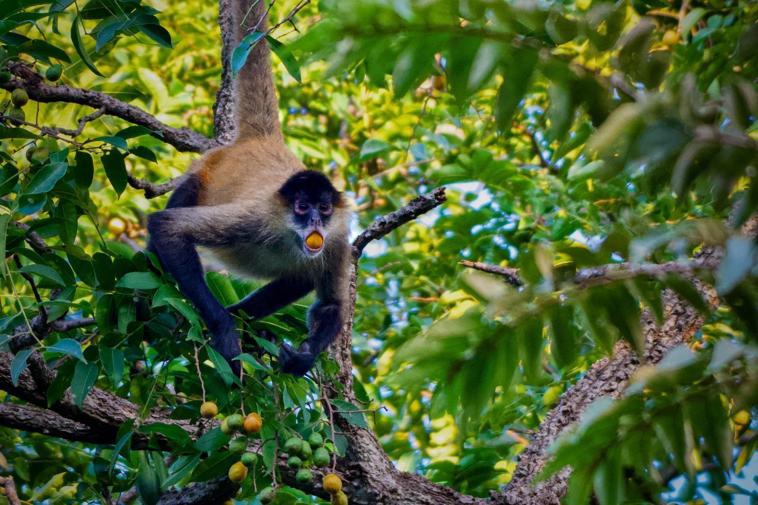 Animals Are Consuming More Alcohol Than We Realized