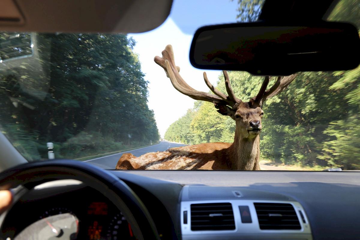 Expert Tips To Avoid Deer Collisions During Minnesota's Time Change