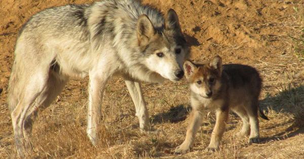 At least 21 endangered wolves killed as controversy flares