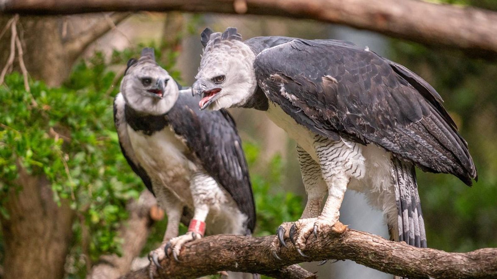 Saving The Harpy Eagle: An Interview With Conservationist Ron Magill