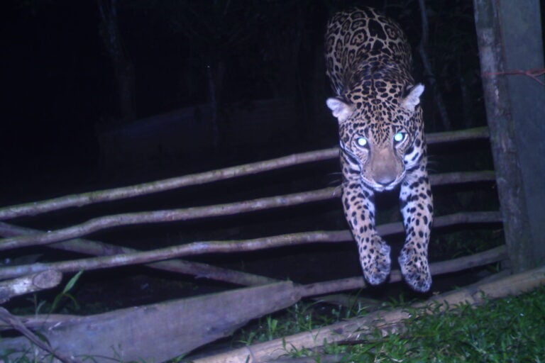 For ranchers in Costa Rica, jaguars and pumas become unexpected allies