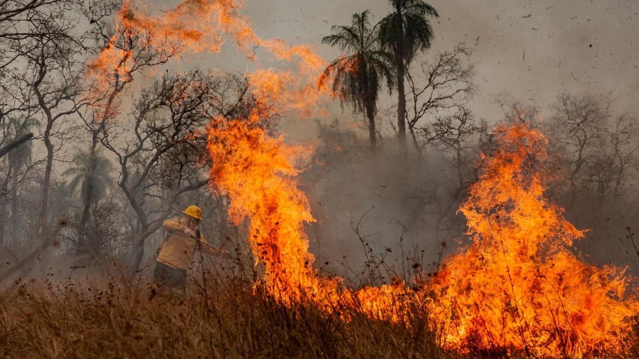 Waldbrände: Indigene Feuerwehrleute kämpfen in Brasilien gegen Flammen