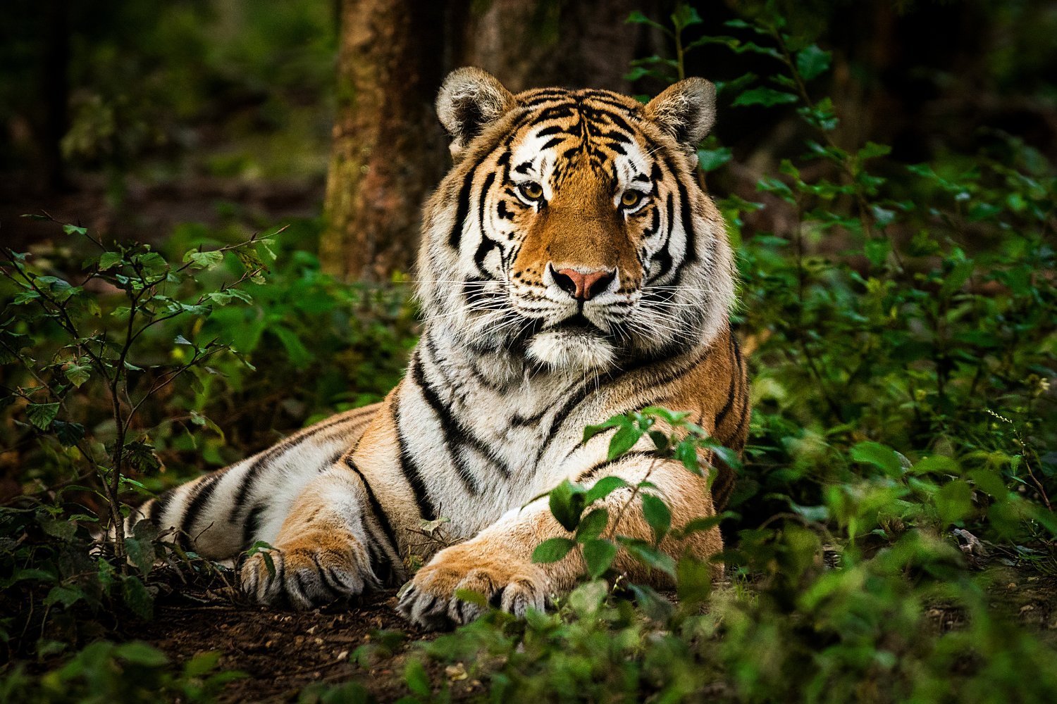 Bird Flu Outbreak Kills Dozens of Tigers and Other Big Cats at Vietnam Zoos