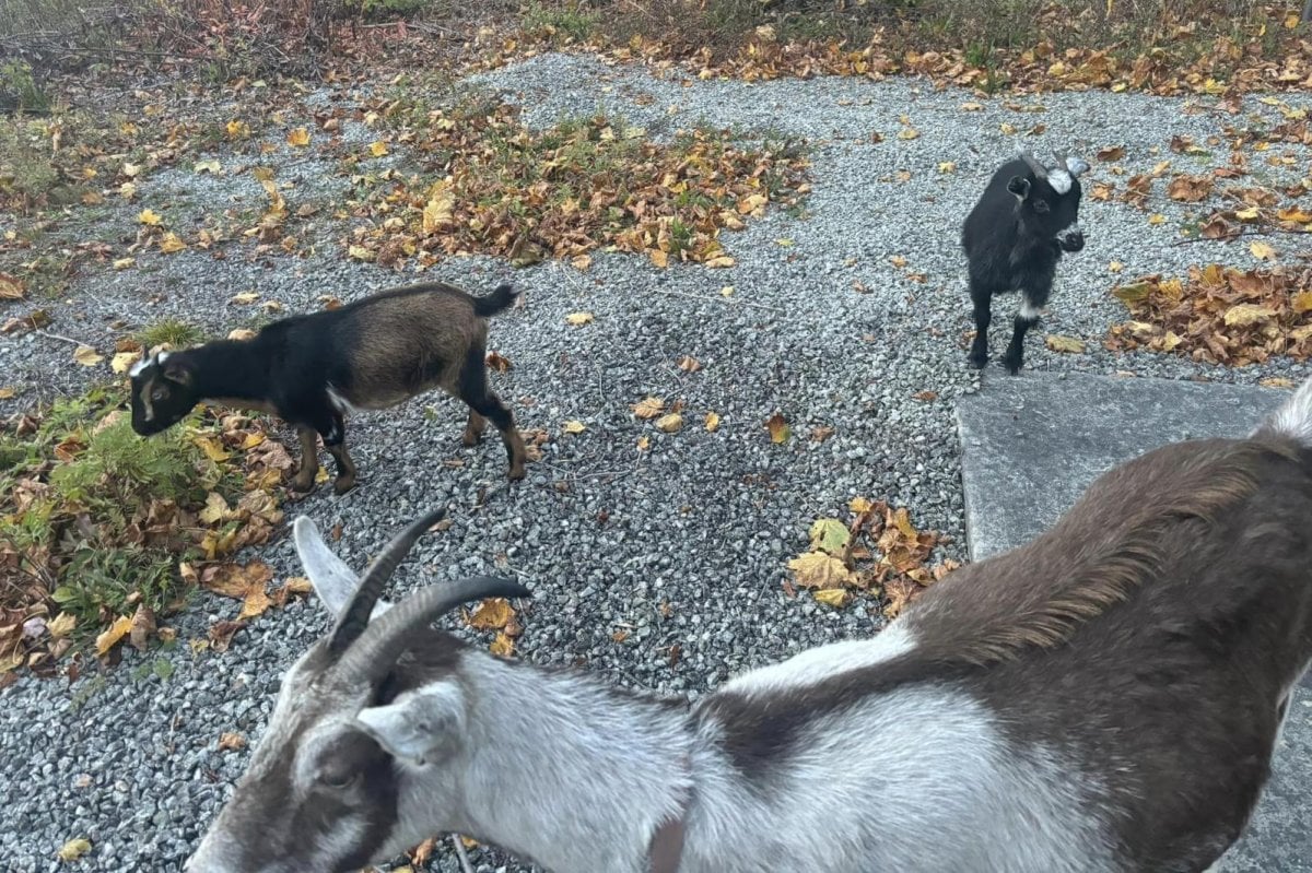 Three goats and a dog wander to Massachusetts fire station