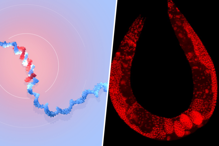 Dos científicos obsesionados con los gusanos descubrieron el mecanismo que regula la evolución. Hoy son Premio Nobel