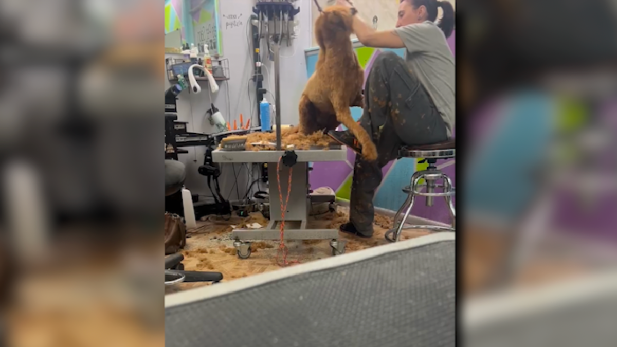 Animal law enforcement opens investigation into local pet groomer after viral video