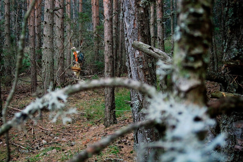 Estos son los mejores bosques de Catalunya para buscar setas: encuentras seguro