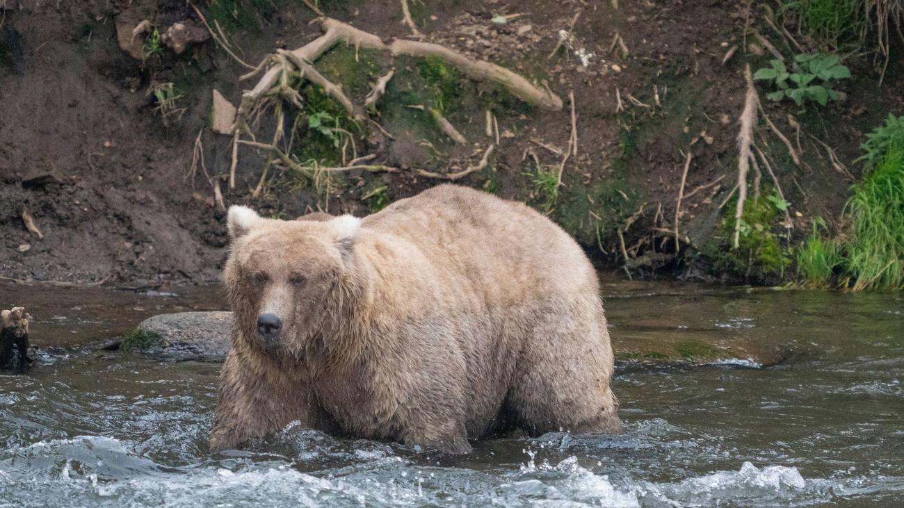 Tierischer Wettbewerb: «Fat Bear»-Wahl in Alaska - Wer siegt als dickster Braunbär?