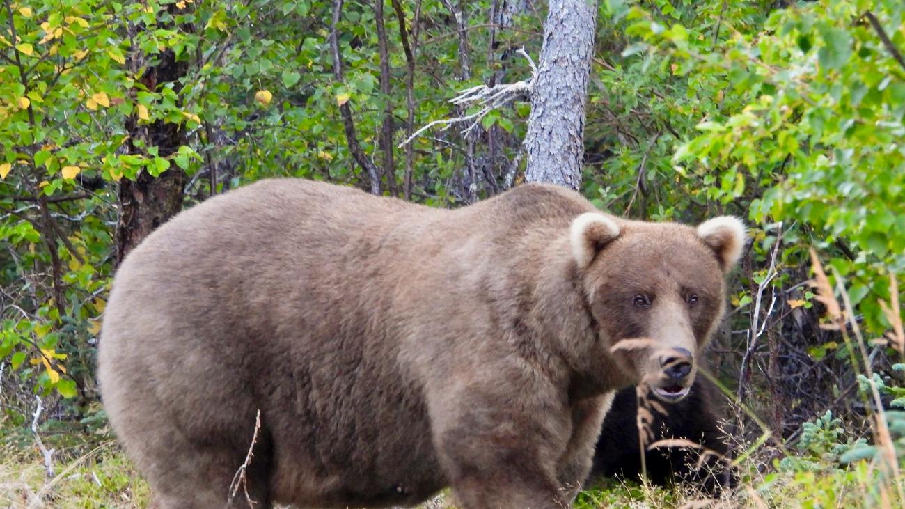 Tierischer Wettbewerb: «Fat Bear»-Wahl: «Pummelige» Braunbärin Grazer ist Siegerin