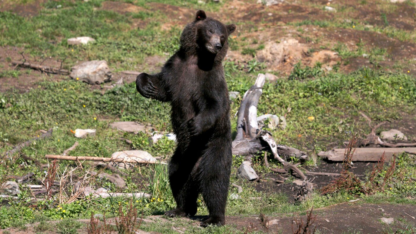 A hunter in Alaska is found dead after being mauled by a bear