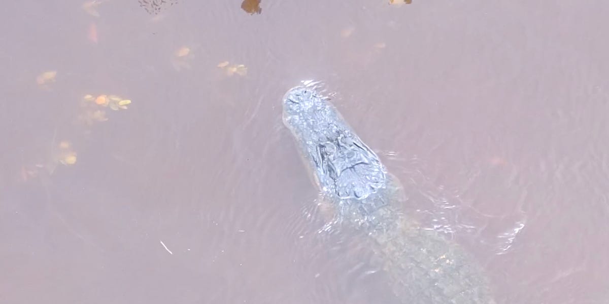 Video shows a stray alligator swimming near Florida's flooded streets after Hurricane Helene displaced it