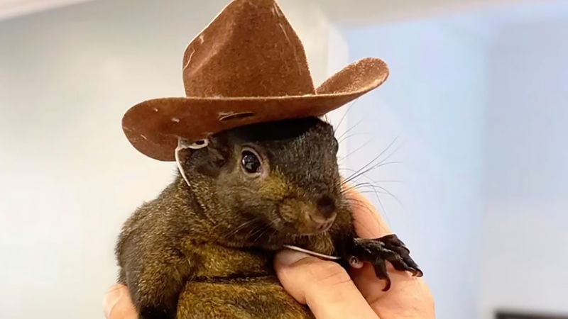 Instagram-famous squirrel named Peanut seized by New York state authorities