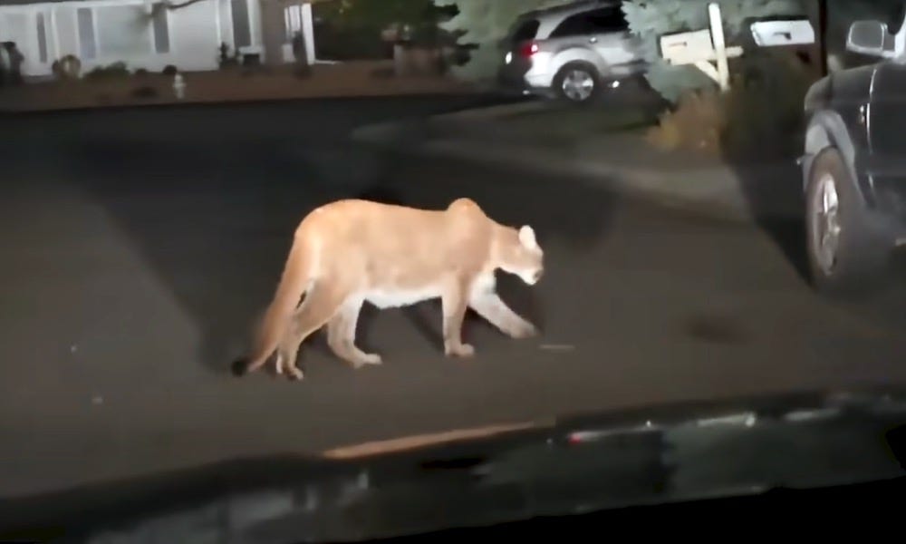 Mountain lion seems to be ‘seeing stars’ after dog owner kicks it