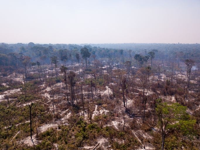 In Amazon's Deforestation, a Potent New Threat Emerges