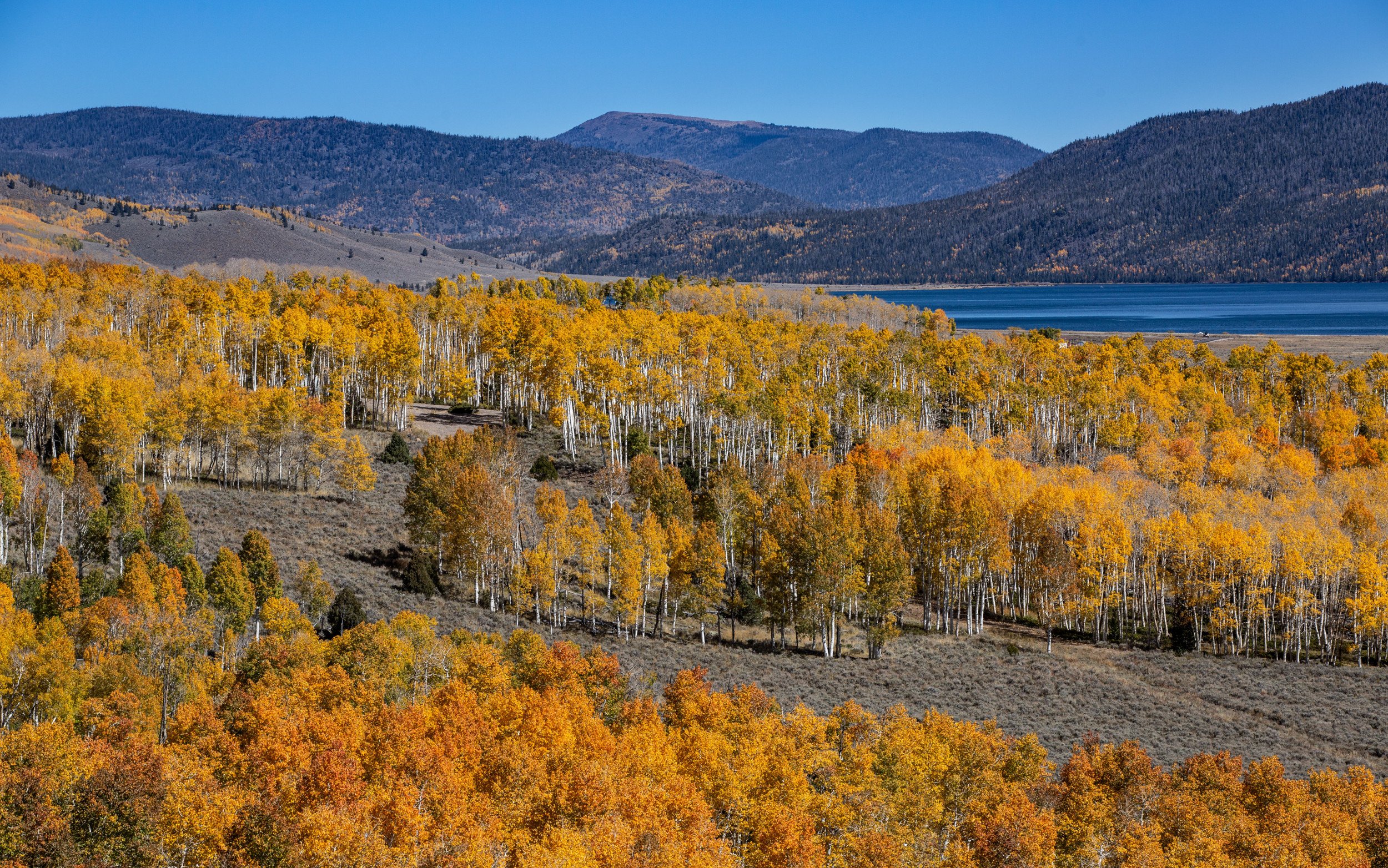 Massive Utah Clone Forest Found To Be One of the Oldest Organisms on Earth