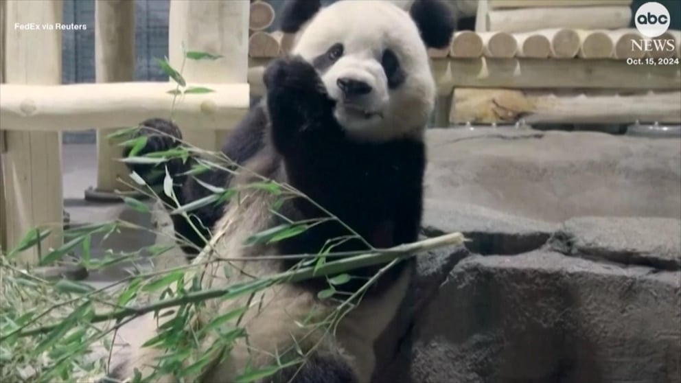 WATCH: Giant pandas from China arrive at the National Zoo in DC